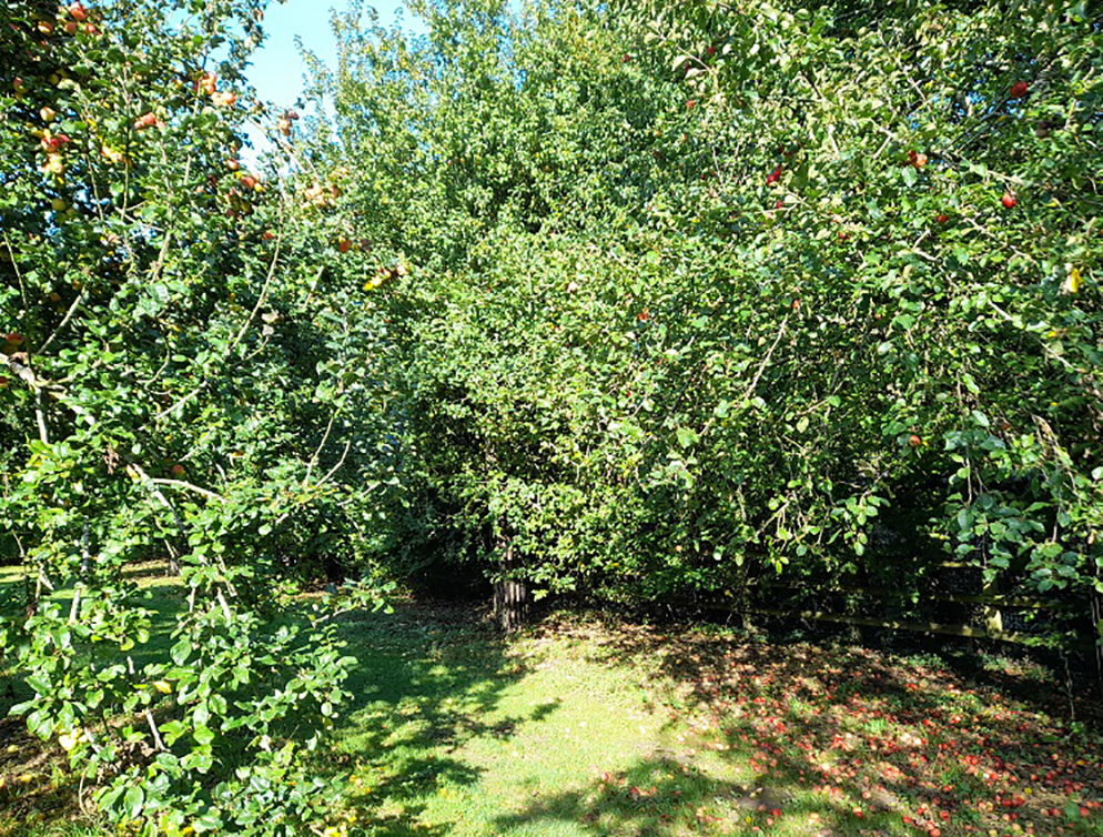 The Millennium Orchard