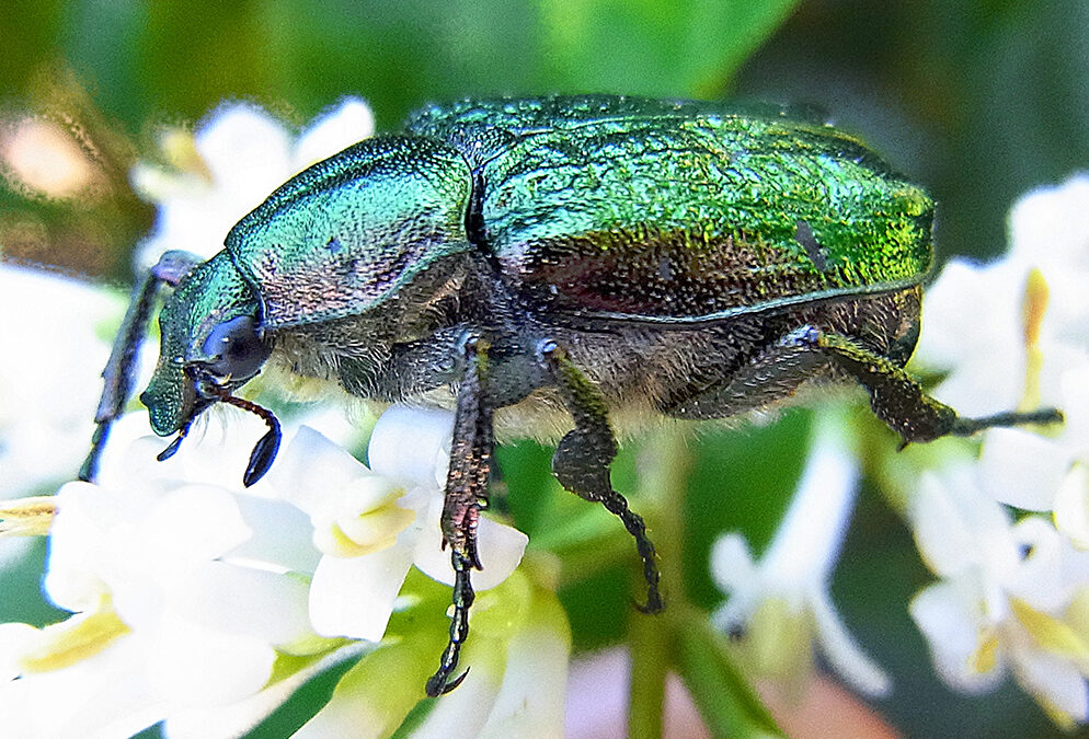 The Noble Chafer - Leominster Living Orchard